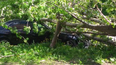 На улице Примакова упало дерево на автомобиль. Владелец Мерседеса вряд-ли будет рад. В 10:30…