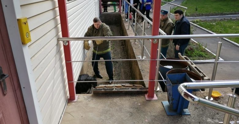 Сотрудники МЧС в Кингисеппе спасли бездомную собаку, которая угодила в яму на территории дома-интерната…