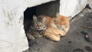 Думский комитет по экологии снова попросил Минстрой не закрывать подвалы жилых домов для кошек,…