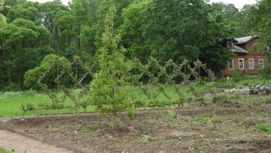 В парке Монрепо в Выборге создали плодовый топиарный сад. Садовники высадили 283 саженца яблонь…