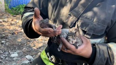 В поселке Свердловский Всеволожского района спасатели вытащили из огня четверых едва открывших глазки маленьких…