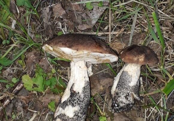 Под Петербургом вовсю идут грибы Посмотрите, какие красивые и аппетитные! Уже ходили за грибами?