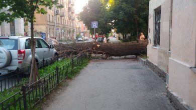 На Социалистической упало дерево