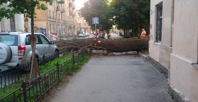 На Социалистической упало дерево