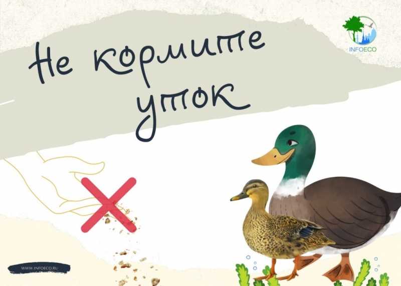 Петербуржцев призвали не кормить уток и голубей