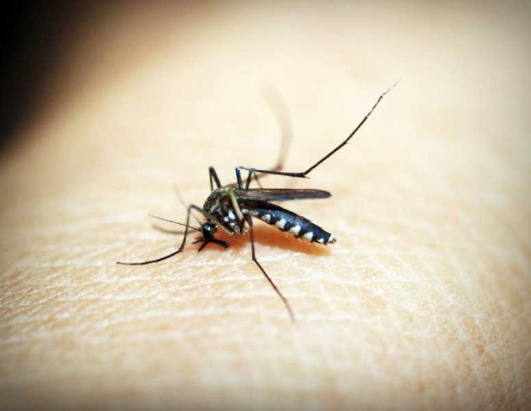 Ученые рассказали, может ли передаваться коронавирус через комаров