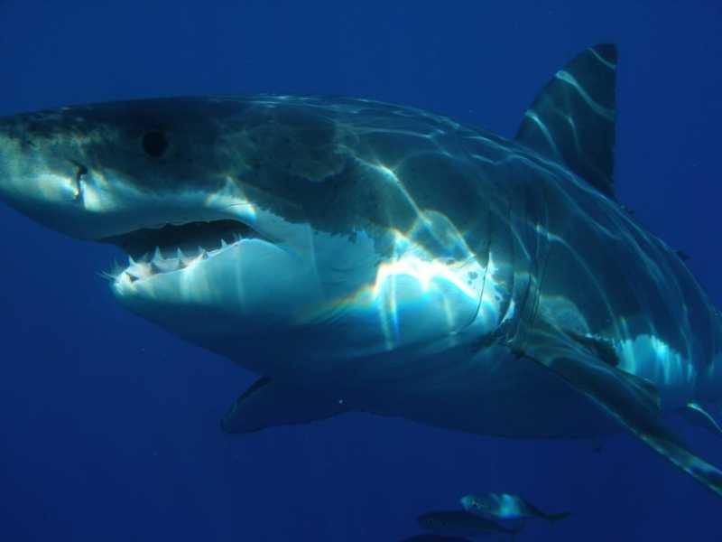 Австралийский серфер стал жертвой нападения акулы