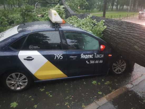 Сильнейший ветер повалил десятки деревьев в Петербурге