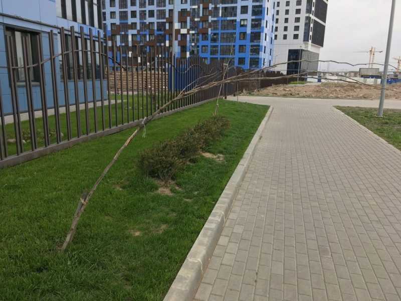 Комитет по благоустройству забыл про полив деревьев в Петербурге