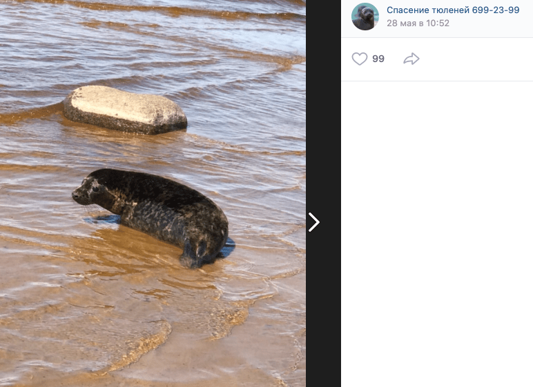 В Петербурге выпустили в Финский залив пять выхоженных тюленей
