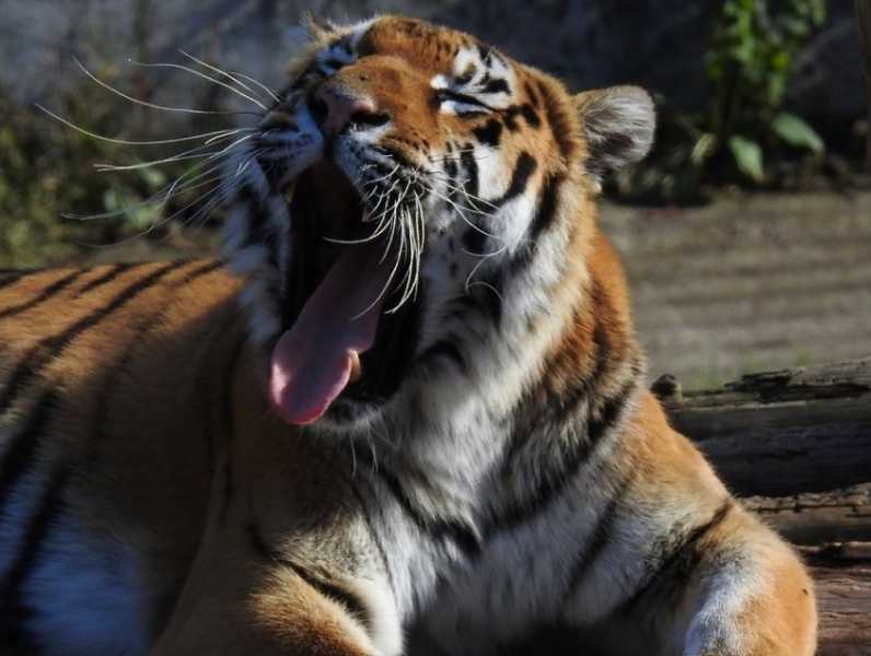 В Цюрихе амурская тигрица насмерть загрызла сотрудницу зоопарка