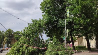 Повалило дерево около администрации Адмиралтейского района на Измайловском проспекте