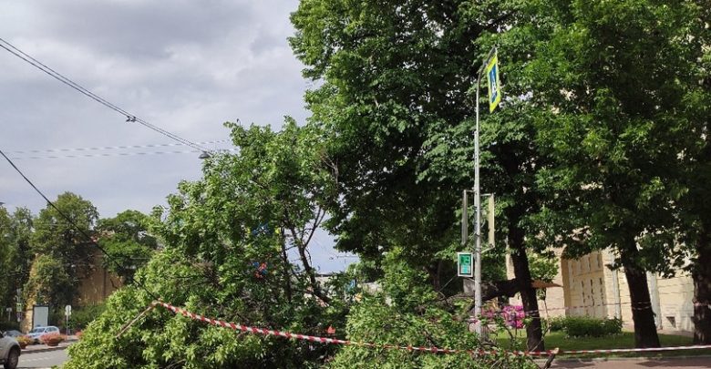 Повалило дерево около администрации Адмиралтейского района на Измайловском проспекте