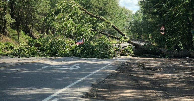 На Колтушском шоссе упало дерево. Проезда пока нет