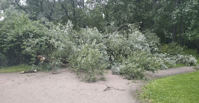 В Екатерингофском парке дерево упало прихватив с собой столб