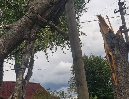 В Гатчинском районе упавшим деревом оборвало провода, больше суток без света половина улицы в…