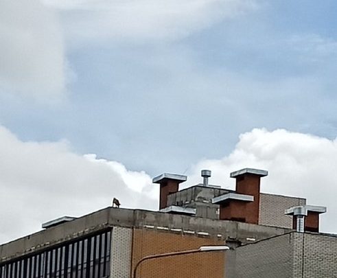В Сертолово на Пограничной улице на крыше строящегося здания бегает собака, скулит и видимо…