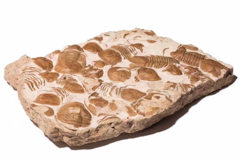 В Ленобласти обнаружили плиту с останками древних членистоногих