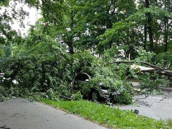 В Петербурге четыре человека пострадали из-за падения дерева на машину