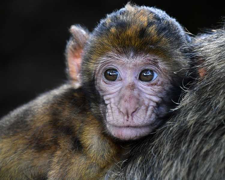 У зараженных коронавирусом обезьян развился краткосрочный иммунитет к инфекции