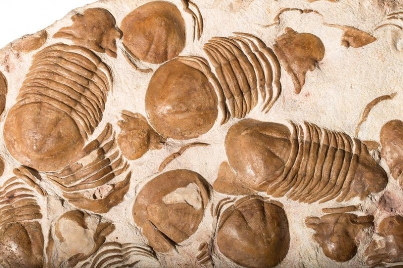 В Ленобласти обнаружили плиту с останками древних членистоногих