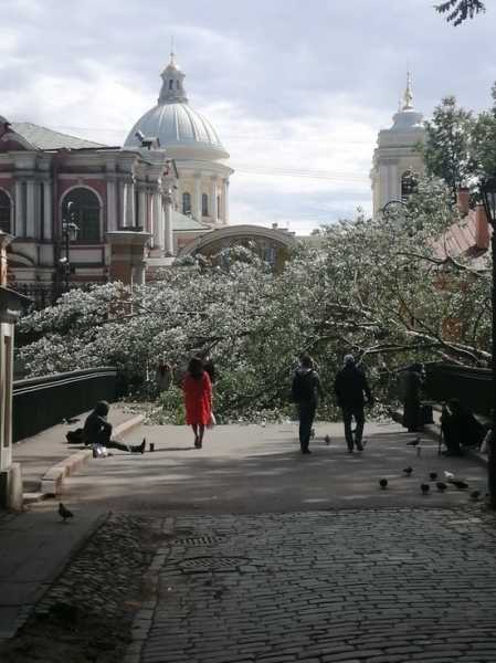 Упавшее в Александро-Невской Лавре дерево перегородило дорогу к храмам