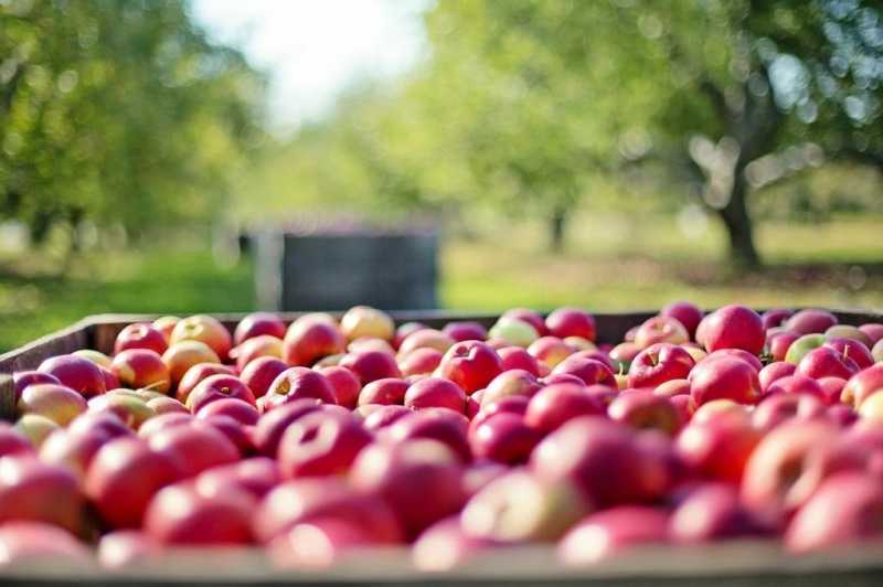 ФАС обратила внимание на рост цен на яблоки в Петербурге |