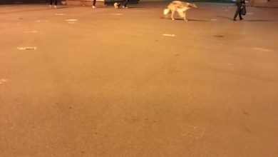 На проспекте Луначарского 46 бегает русская псовая борзая, так быстро, что камера не берет….