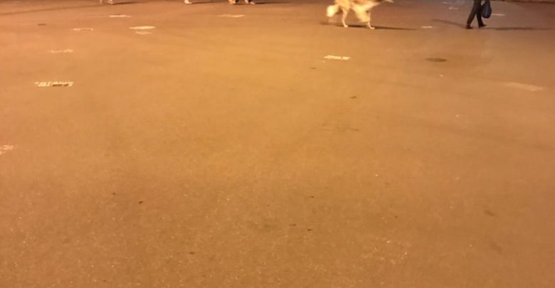 На проспекте Луначарского 46 бегает русская псовая борзая, так быстро, что камера не берет….