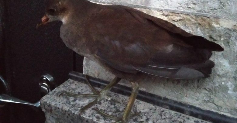 В центре Петербурга горожане встретили погоныша — редкую птицу, включенную в красную книгу