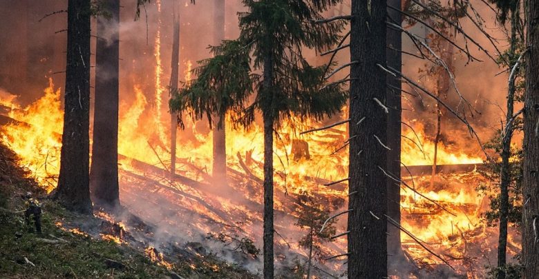 В Новгородской области осудили жителя Петербурга, по вине которого в регионе случился лесной пожар….