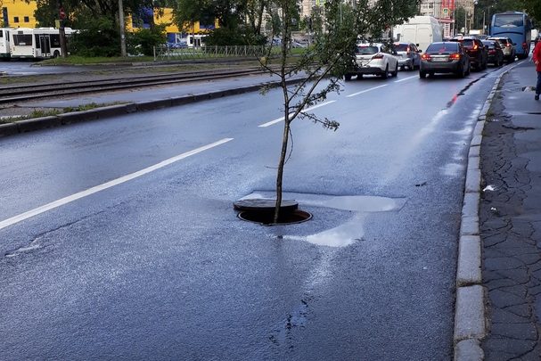 На улице Бабушкина со стороны Када перед Лентой выросло дерево из канализации)