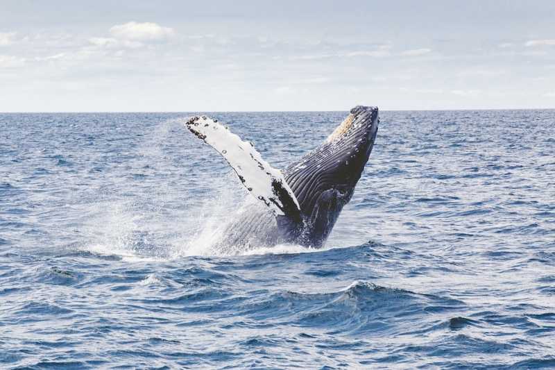Клювый кит установил рекорд по прыжкам в воду среди млекопитающих