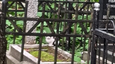 На Большеохтинском кладбище появился маленький котëнок, сидит уже не первый день, пищит и смотрит,…