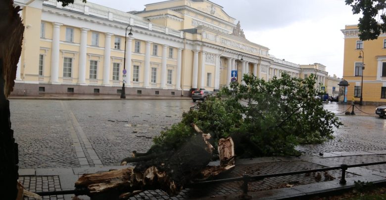 С 10 по 13 сентября в Петербурге штормовой ветер повалил более 500 деревьев, в…