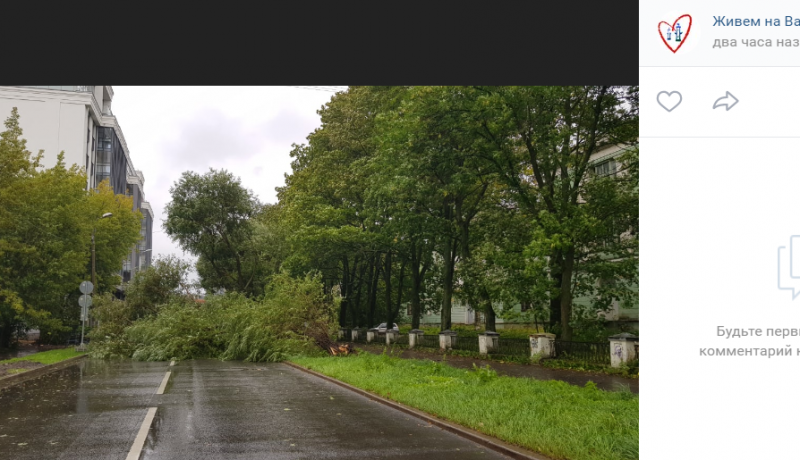 Штормовой ветер повалил почти 460 деревьев в Петербурге