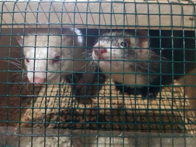 Ветеринары отпустили грызунов из Пулково в Карелию