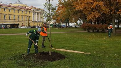 С начала октября в Санкт-Петербурге посадили почти две тысячи деревьев и более 11,5 тысяч…