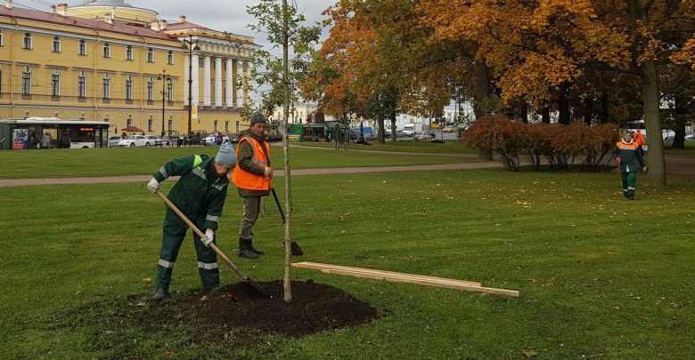 С начала октября в Санкт-Петербурге посадили почти две тысячи деревьев и более 11,5 тысяч…