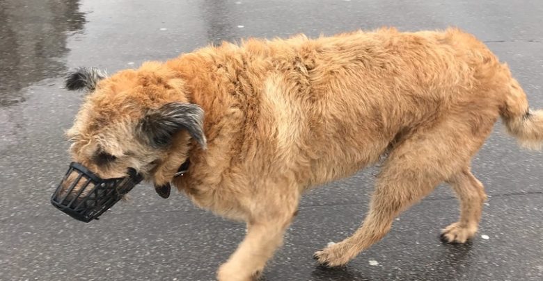 Собака бегает под дождем у метро Пионерская, в наморднике, потерялась скорее всего !!! Подбегает…