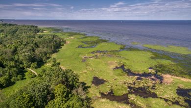 Вдоль берега Финского залива проложат первый в Петербурге экологический маршрут для детей. Тропа будет…