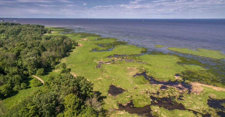 Вдоль берега Финского залива проложат первый в Петербурге экологический маршрут для детей. Тропа будет…