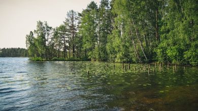В схему территориального планирования Ленинградской области включены два новых участка — берега реки Величка…