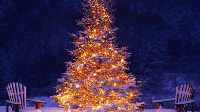 В Ленобласти можно бесплатно срубить ёлку к Новому году Для этого выделили специальные участки…