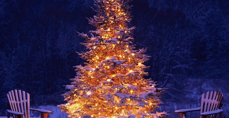 В Ленобласти можно бесплатно срубить ёлку к Новому году Для этого выделили специальные участки…