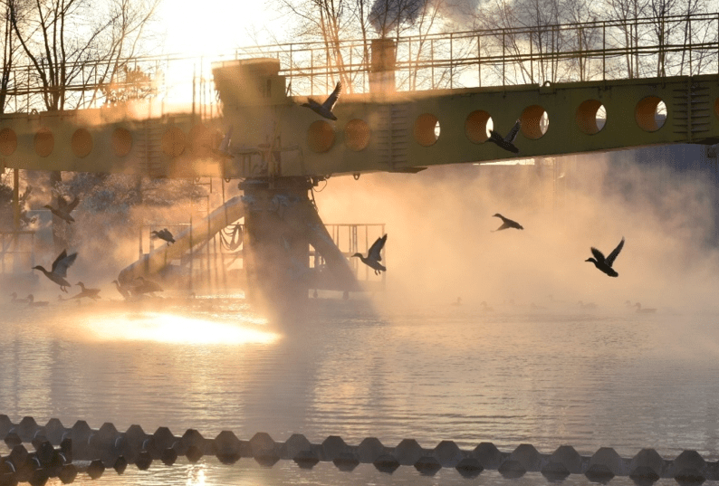 Дикие утки в Петербурге в сильные холода греются на очистных сооружениях Водоканала