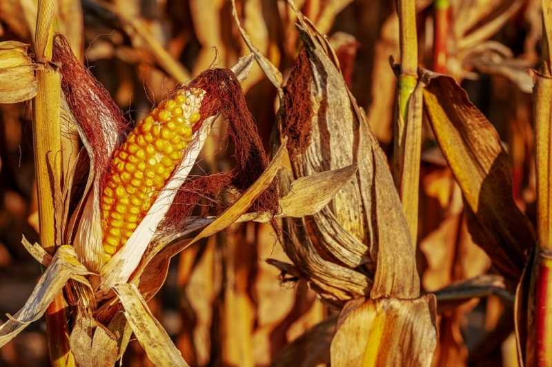 Минсельхоз предложил повысить пошлины на экспорт пшеницы