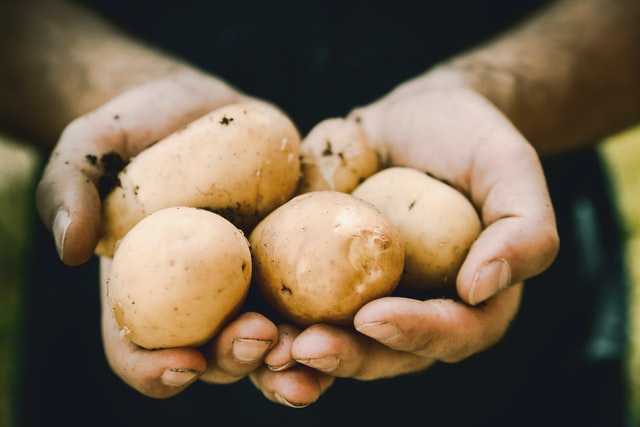 Названы случаи для штрафов за выращивание картофеля