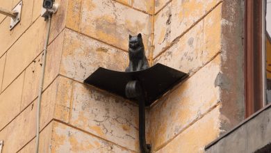 Памятники котам Елисею и Василисе В Петербурге есть два «кошачьих» памятника — коту Елисею…