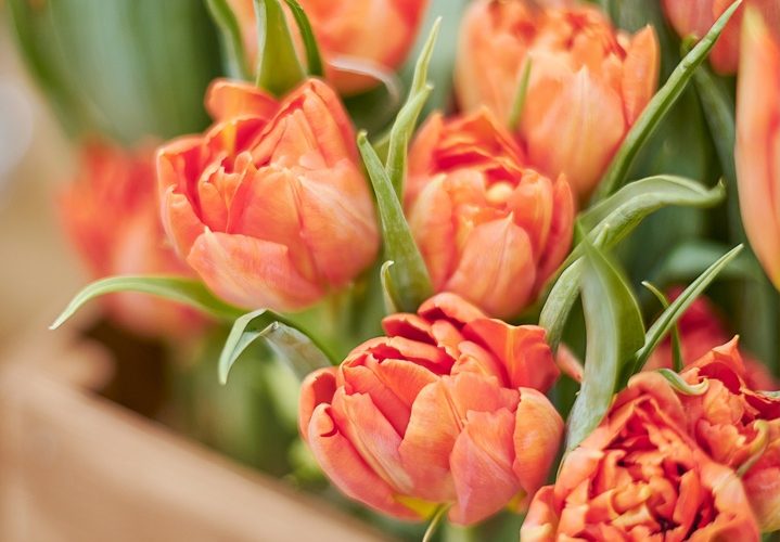 Выставка тюльпанов сирени «Мечты о весне» На выставке будет представлено сортовое и цветовое разнообразие…